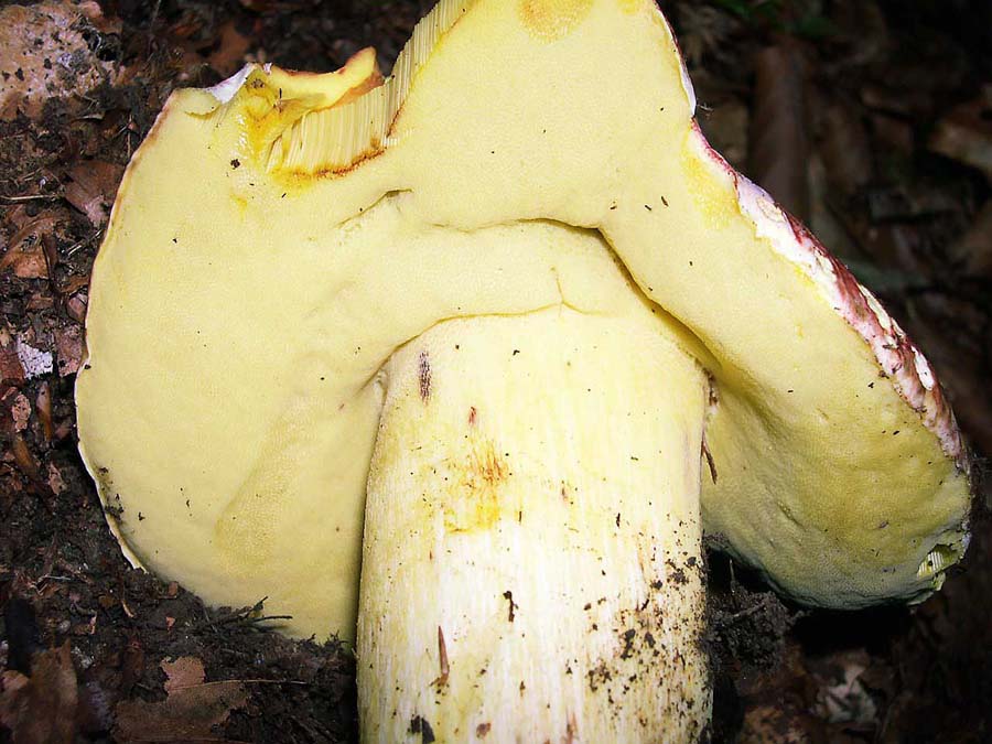 Boletus regius